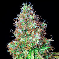 Royal CBG Automatic