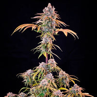 Royal Cheese (Fast Flowering)