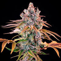 Royal Cheese (Fast Flowering)