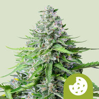 Watermelon Auto