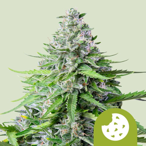 Watermelon Auto