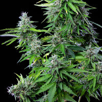 Watermelon Auto