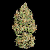 Watermelon Auto