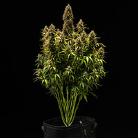 Watermelon Auto