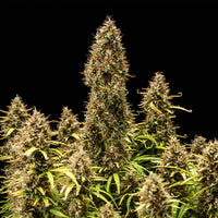 Watermelon Auto