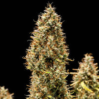 Watermelon Auto