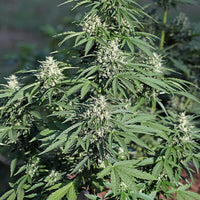 Watermelon Auto