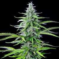 Watermelon Auto