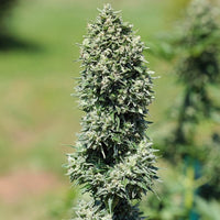 Watermelon Auto
