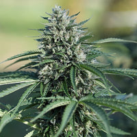 Watermelon Auto