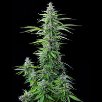 Watermelon Auto