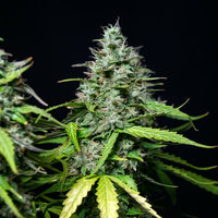 Royal Gorilla Auto