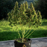 Royal Gorilla Auto