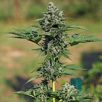 Royal Gorilla Auto