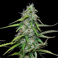 Royal Gorilla Auto