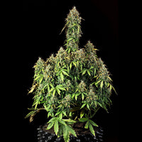 Royal Haze Auto
