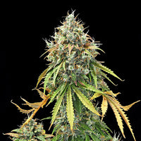 Royal Haze Auto