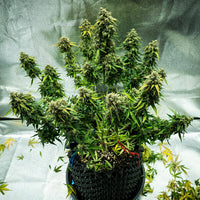 Royal Haze Auto