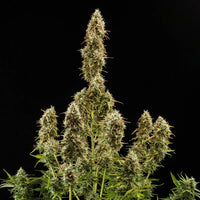 Royal Jack Auto