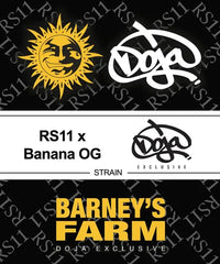 RS11 x Banana OG Strain