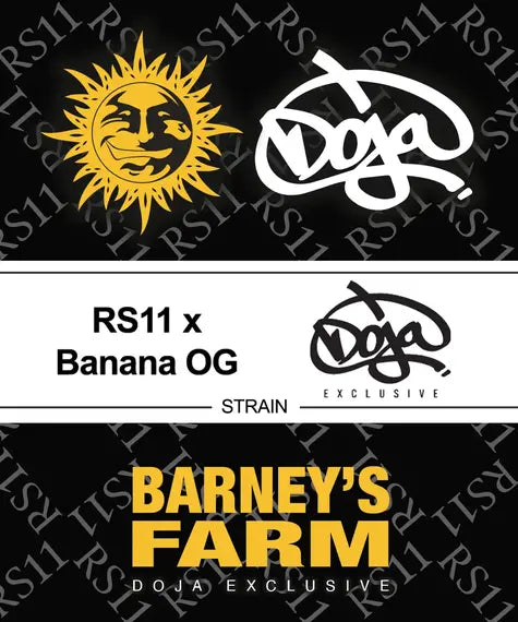 RS11 x Banana OG Strain