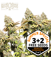 Rucu Cucu OG© Semi di cannabis autofiorenti