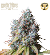 Rucu Cucu OG© Semi di cannabis femminizzati