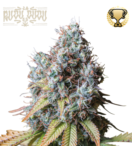 Rucu Cucu OG© Semi di cannabis femminizzati