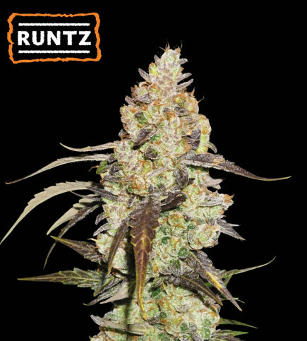 Runtz Semi di cannabis femminizzati