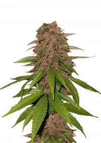 C4 Auto