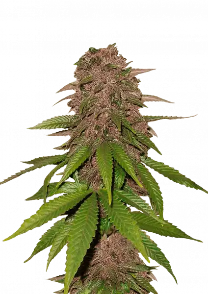 C4 Auto