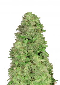 CBD Auto 201