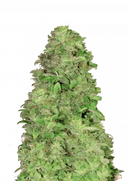 CBD Auto 201