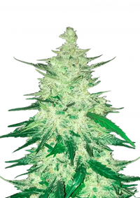 CBD Auto 11 (CBD Crack)