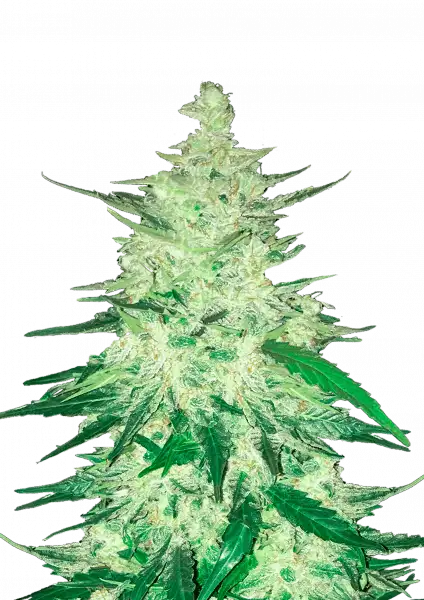 CBD Auto 11 (CBD Crack)