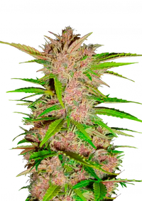 Fastberry Auto