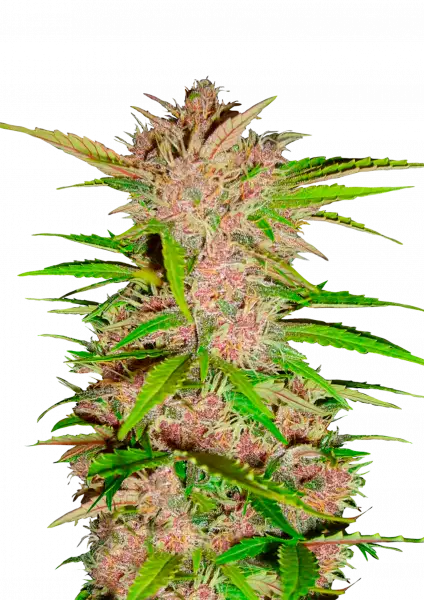 Fastberry Auto
