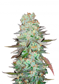 G14 Auto