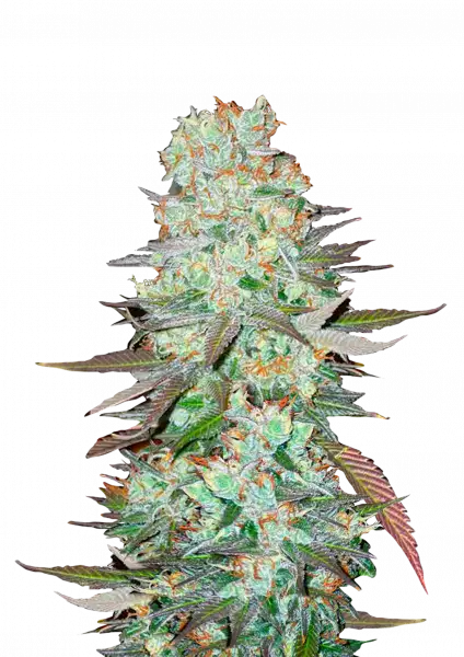 G14 Auto