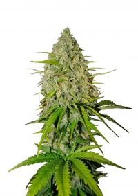 Grapefruit Auto