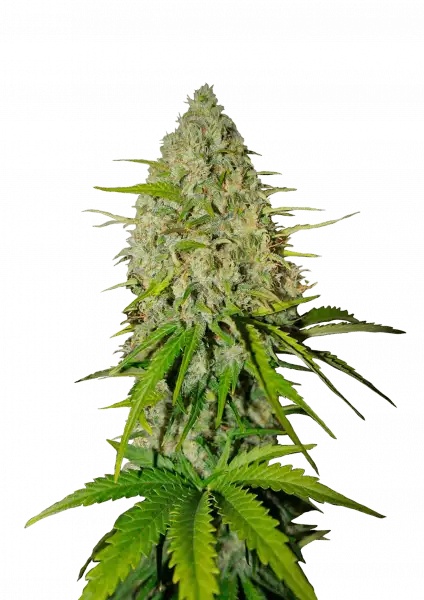 Grapefruit Auto