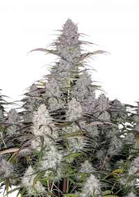Green Crack Auto