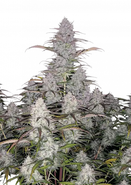Green Crack Auto