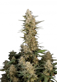 Critical Auto