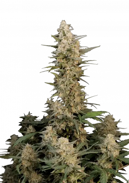 Critical Auto