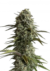 Skunk Auto