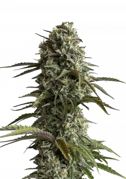Skunk Auto