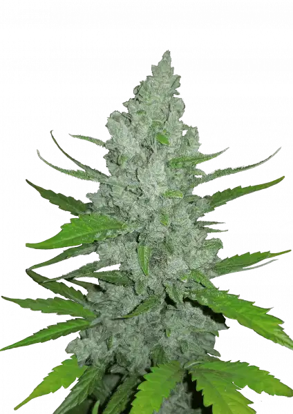Sour Diesel Auto