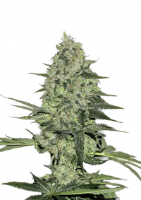 Rhino Ryder Auto