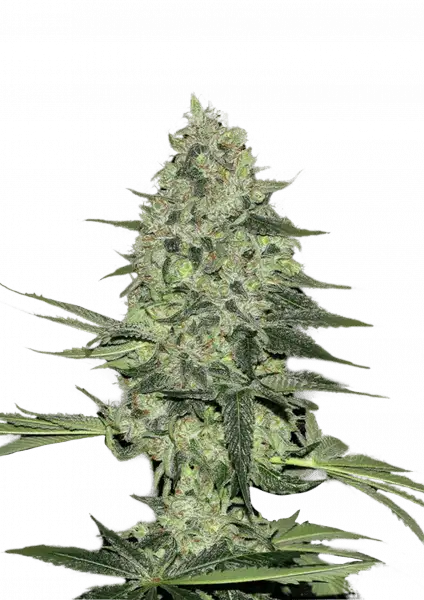 Rhino Ryder Auto